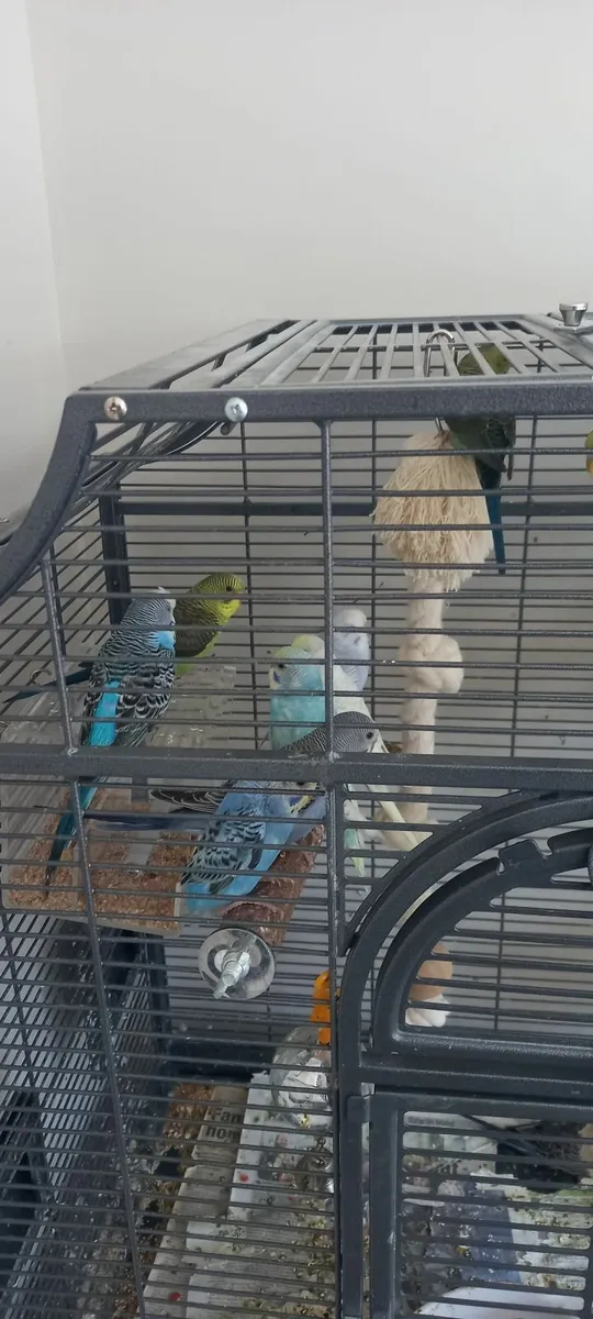 Budgies and ring neck parrot chicks - Image 3