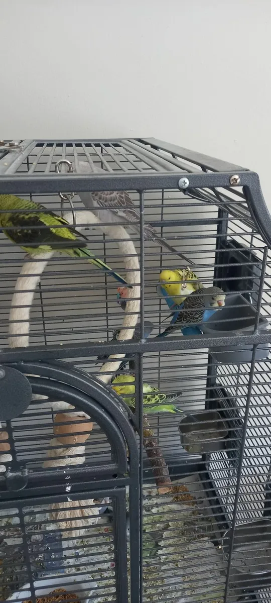 Budgies and ring neck parrot chicks - Image 4