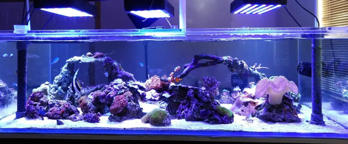 Peninsula fish tank - Image 1