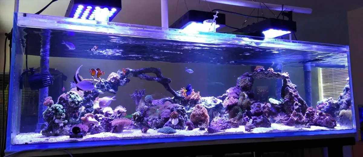 Peninsula fish tank - Image 2