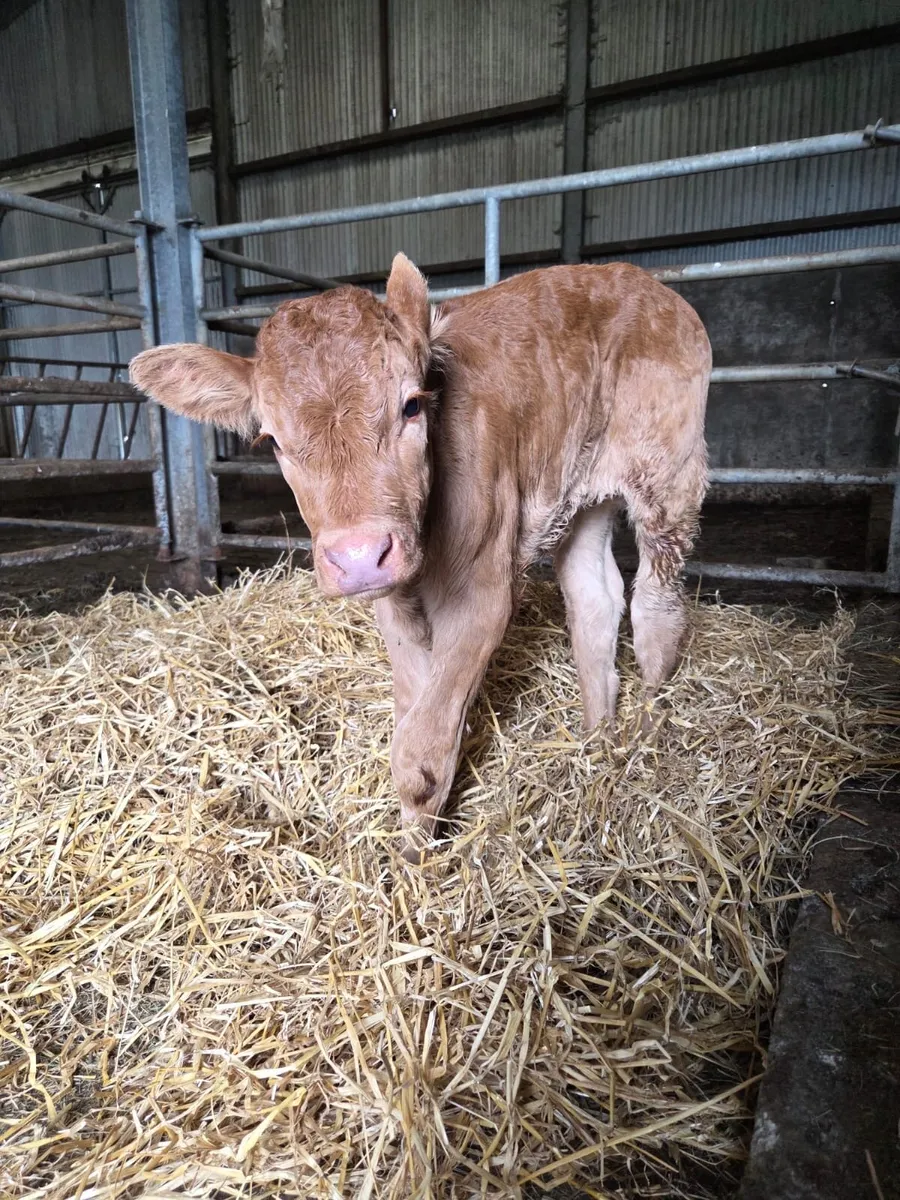LMX CALF - Image 1