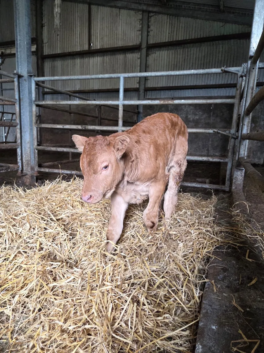 LMX CALF - Image 2