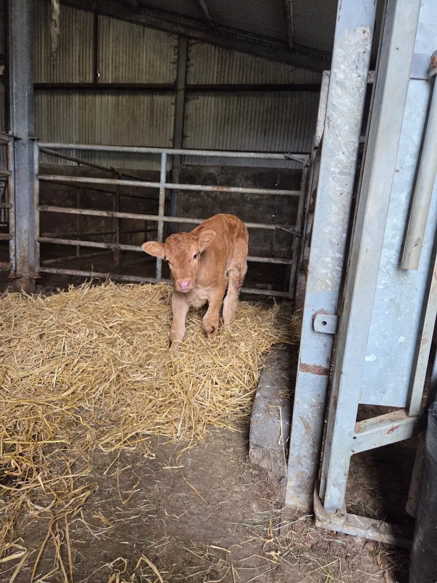 LMX CALF - Image 3