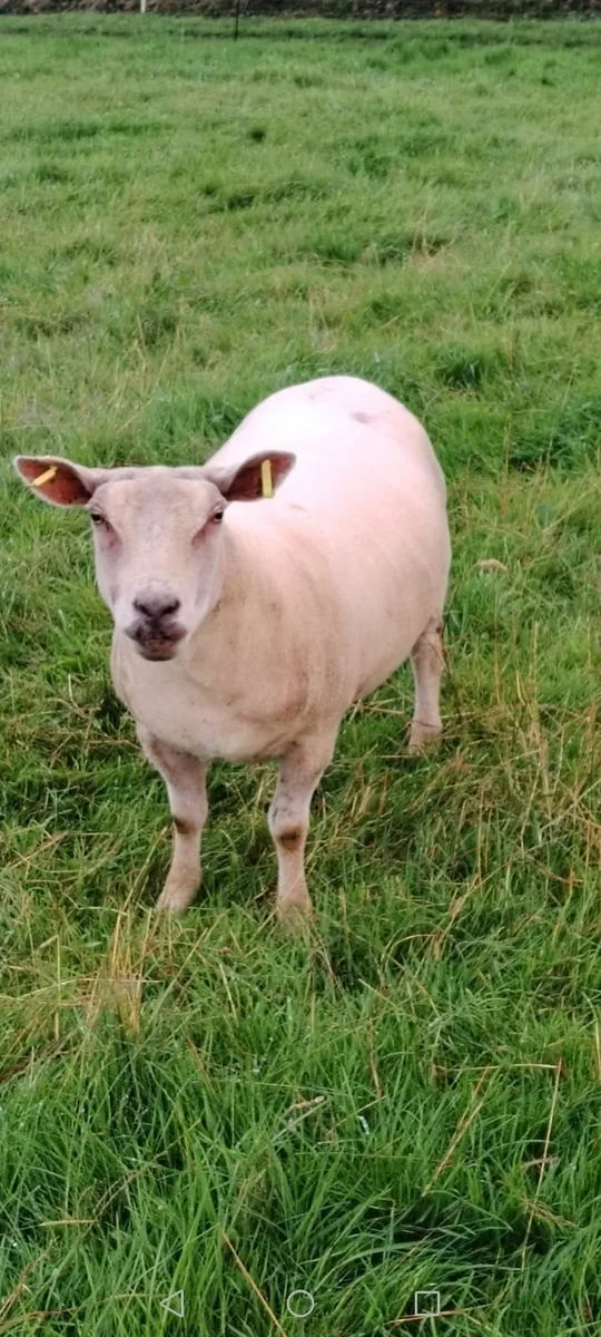 Ewe - Image 1