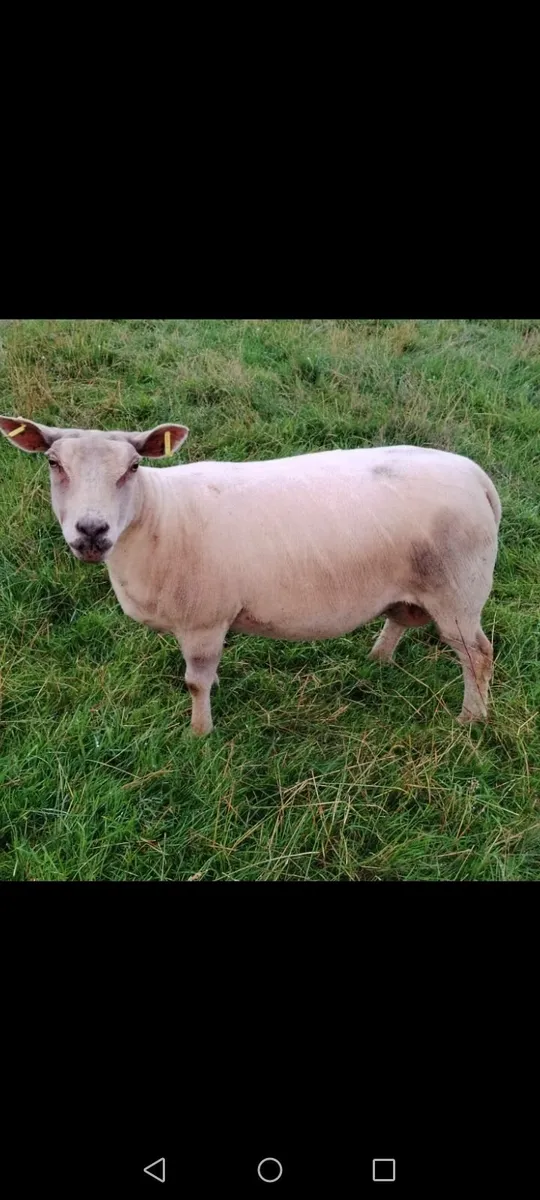 Ewe - Image 2