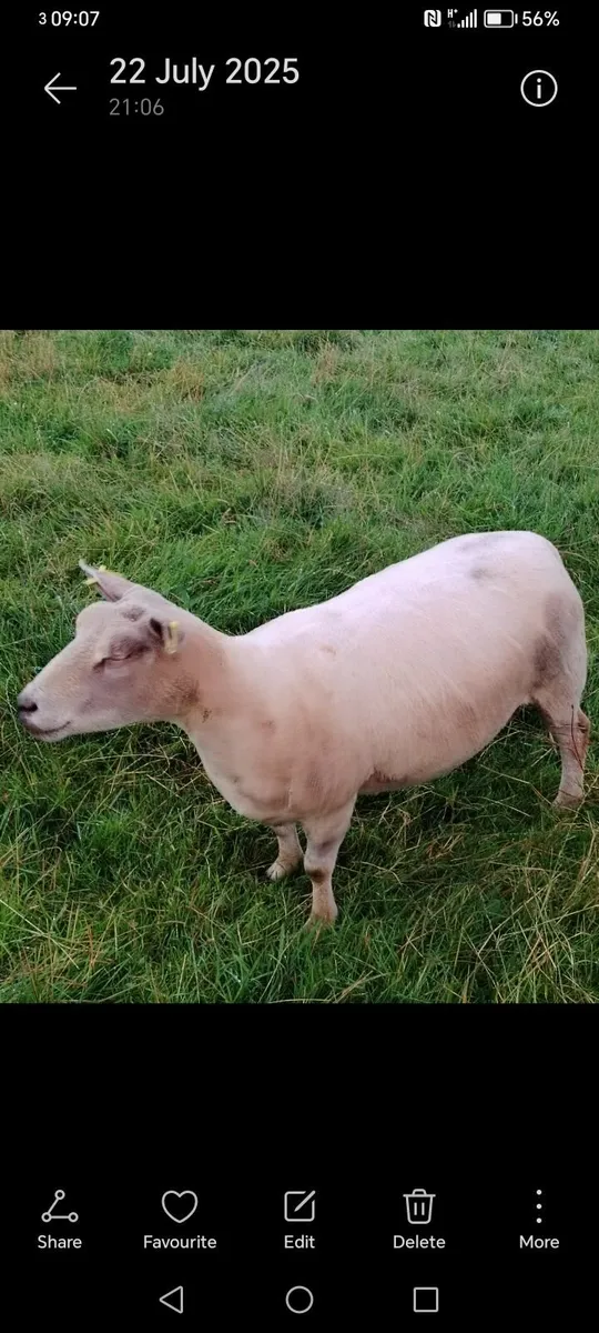 Ewe - Image 3
