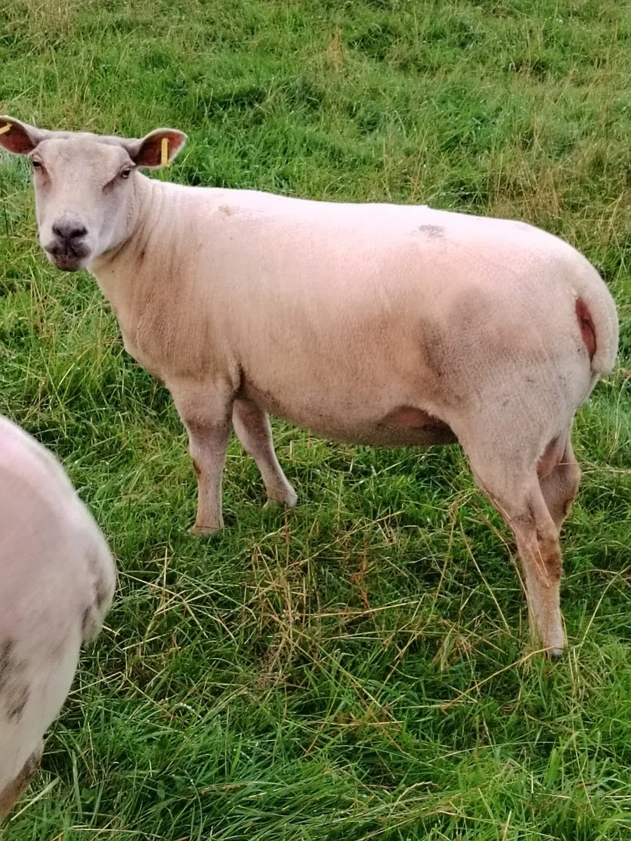 Ewe - Image 4