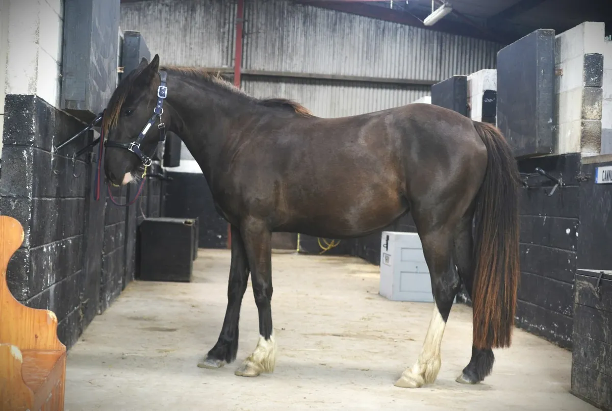 Warmblood X Black Mare - Image 1