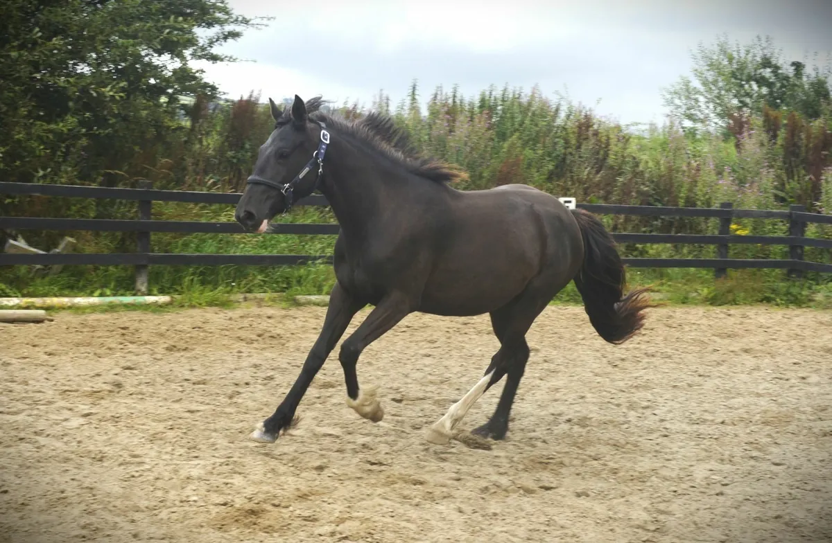 Warmblood X Black Mare - Image 2