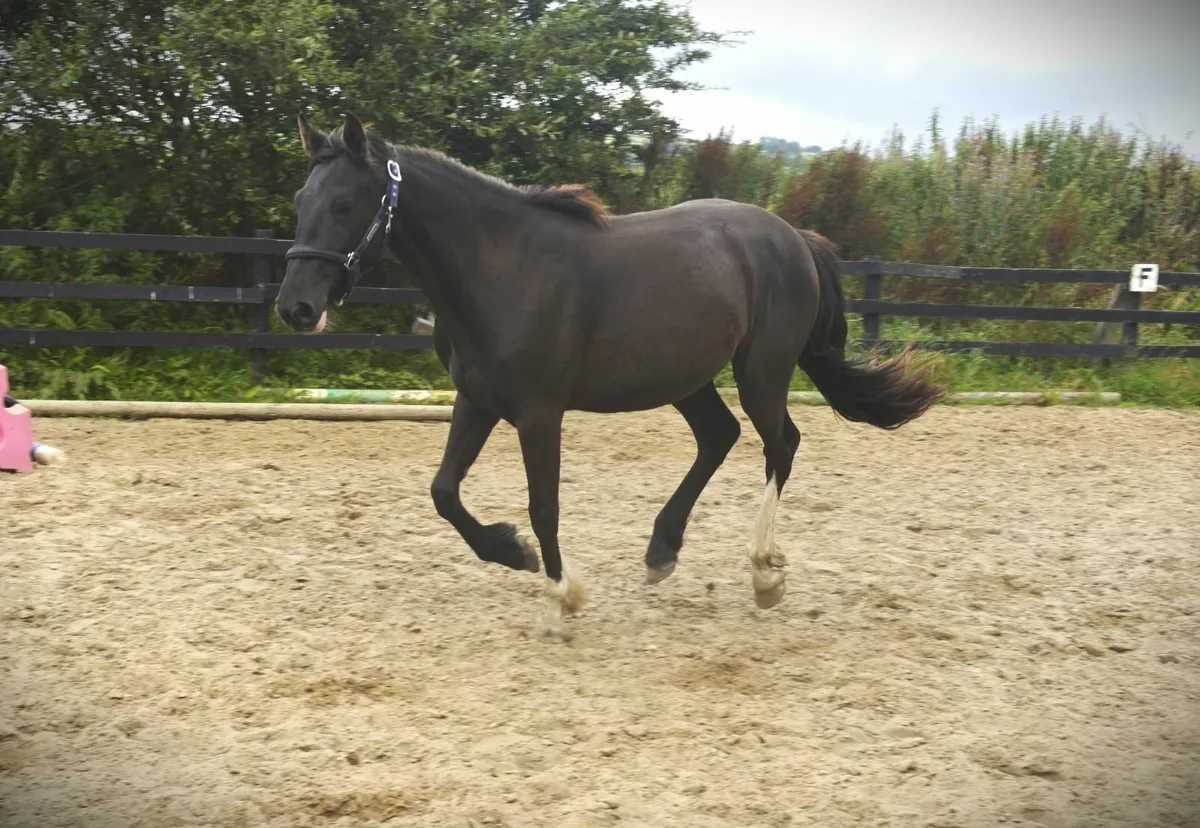Warmblood X Black Mare - Image 3