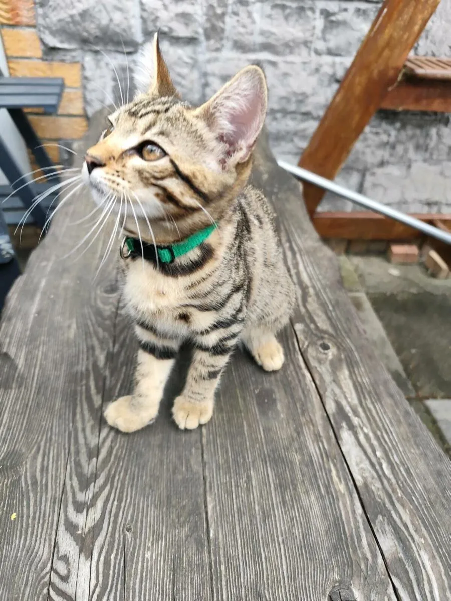 Bengal Kittens - Last one left - Image 2