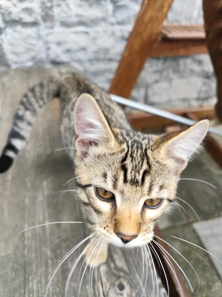 Bengal Kittens - Last one left - Image 1