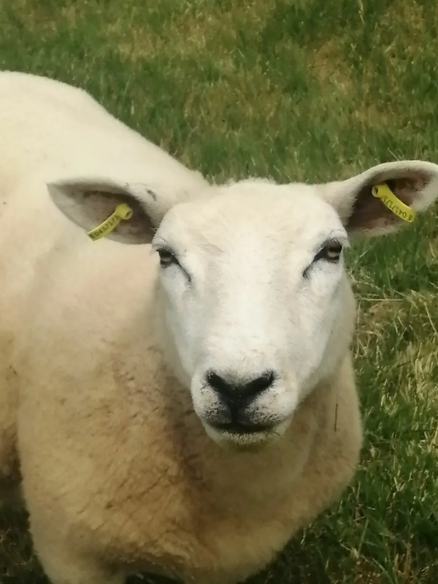 Texel breeding hoggets - Image 3