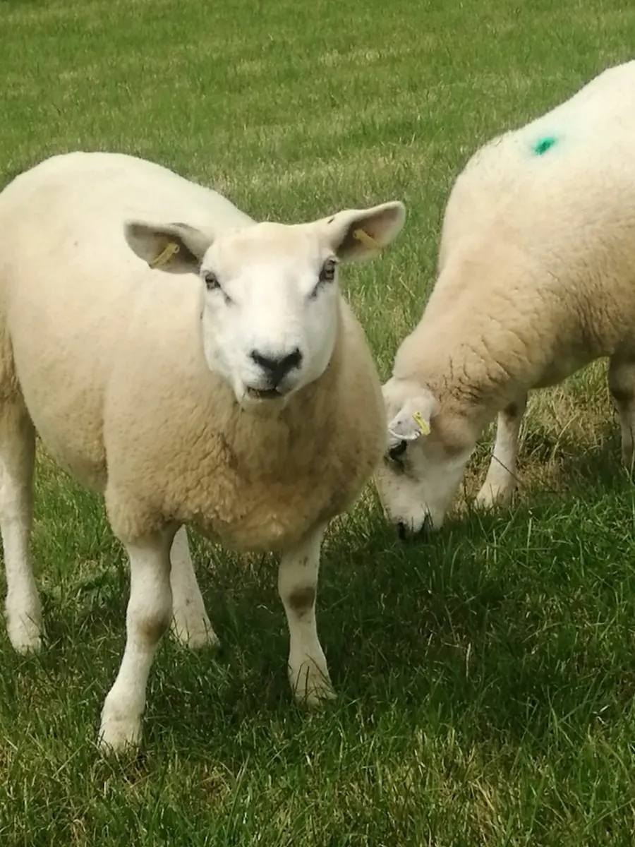 Texel breeding hoggets - Image 4