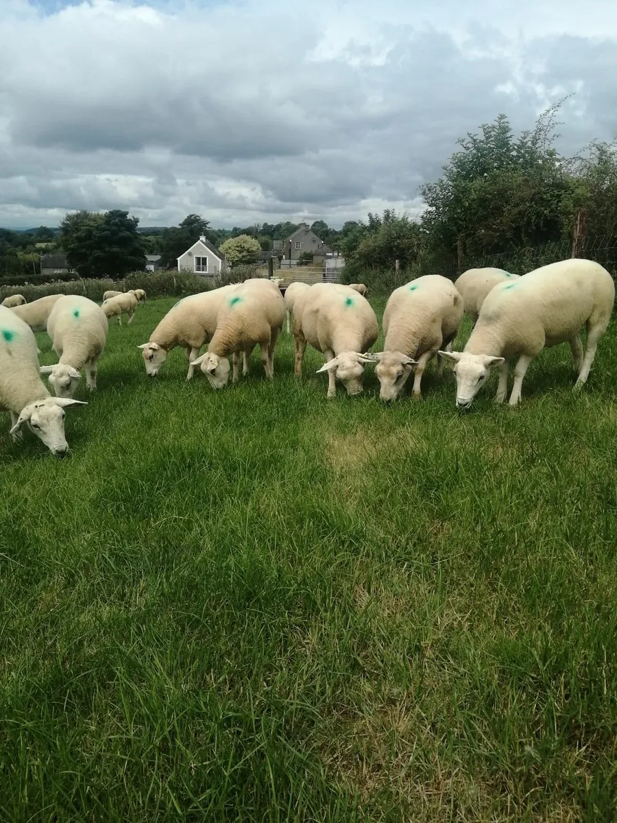 Texel breeding hoggets - Image 1