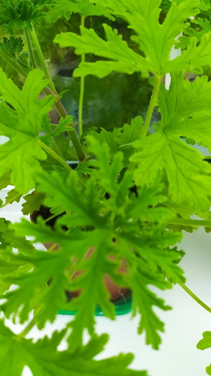 Geranium lemon scented - Image 1