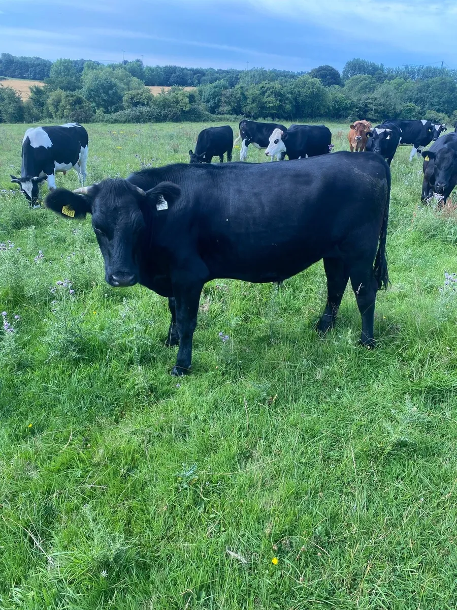AA bullocks - Image 2