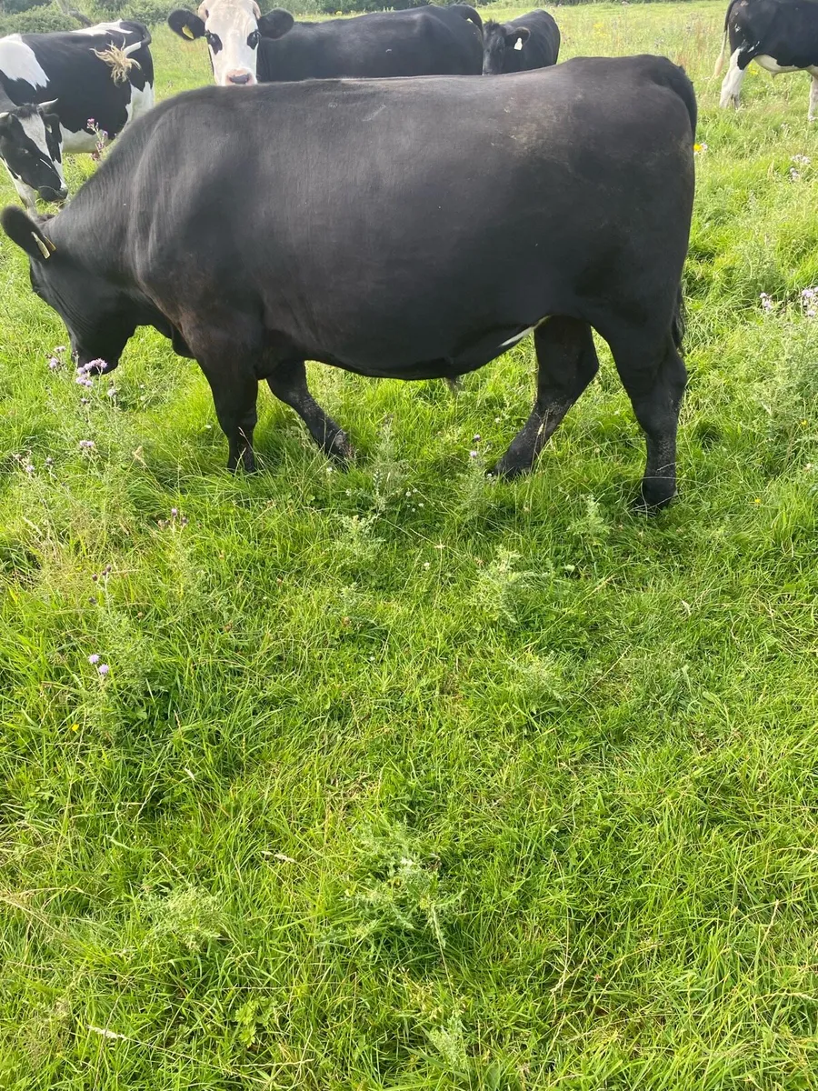 AA bullocks - Image 3