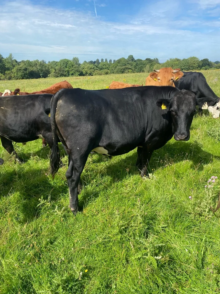 AA bullocks - Image 1