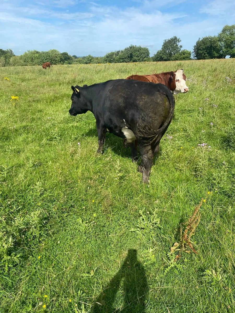 AA bullocks - Image 4