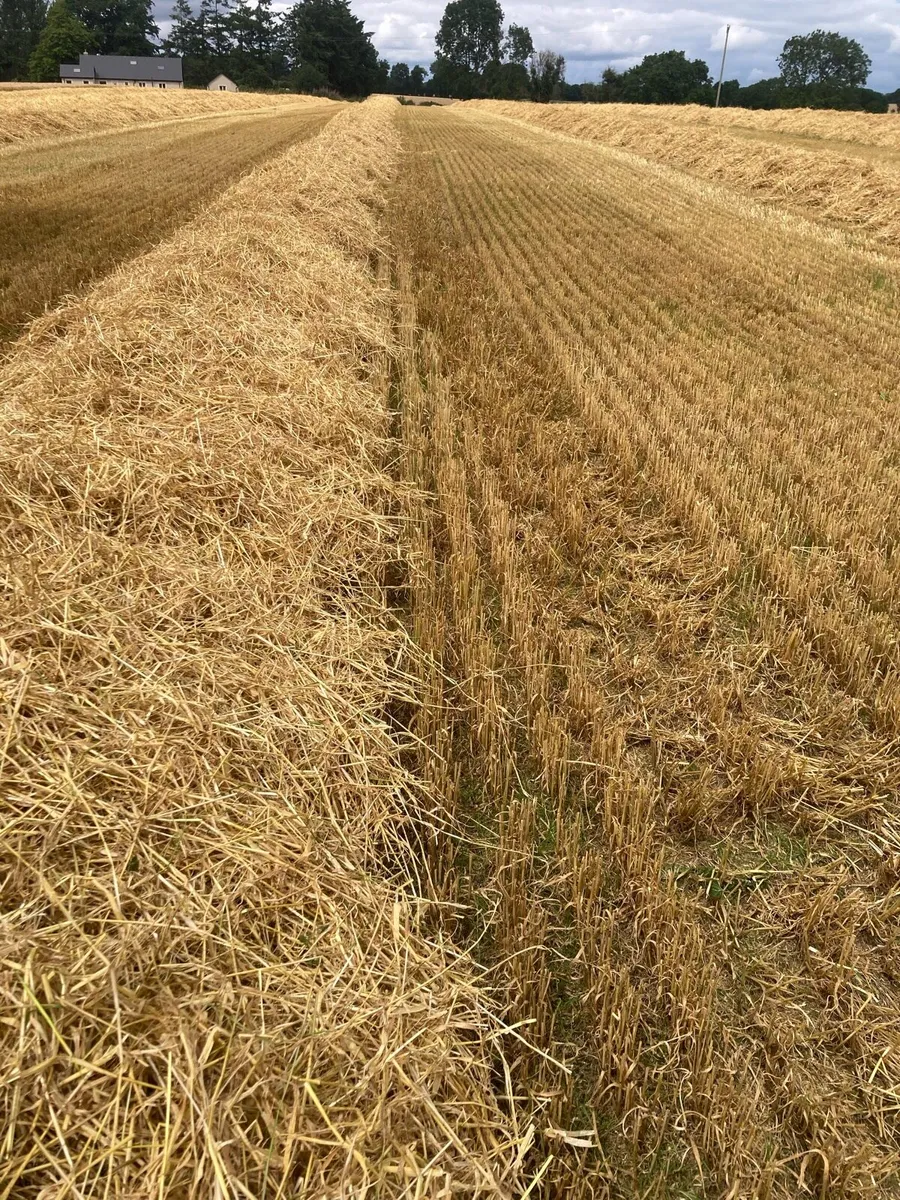Straw - Image 1