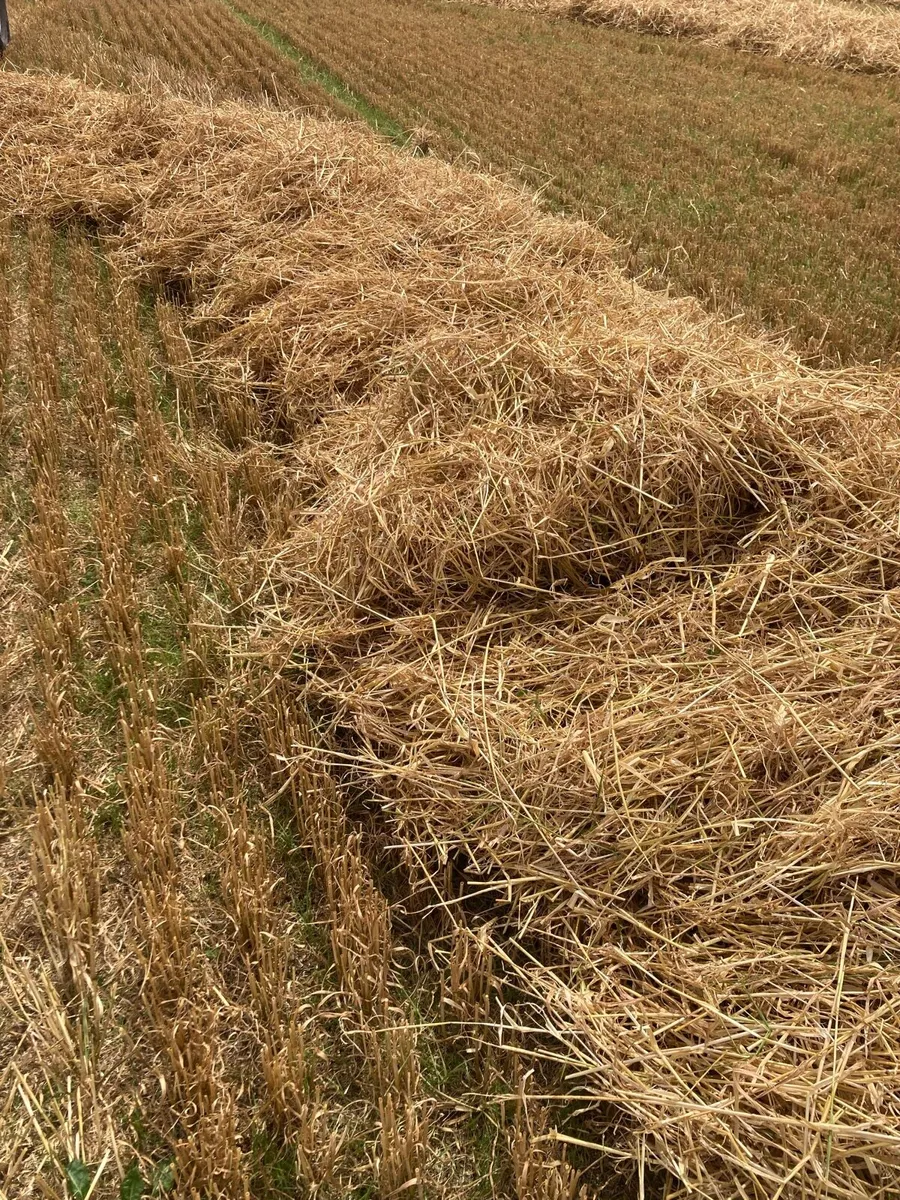 Straw - Image 2