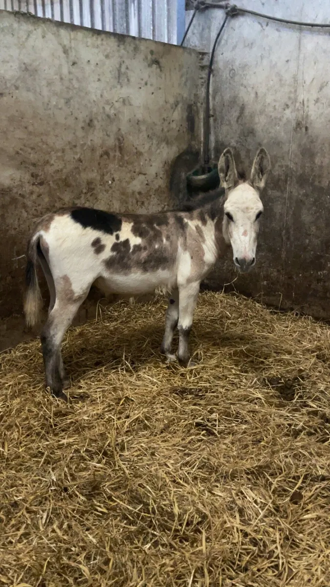 Coloured donkey