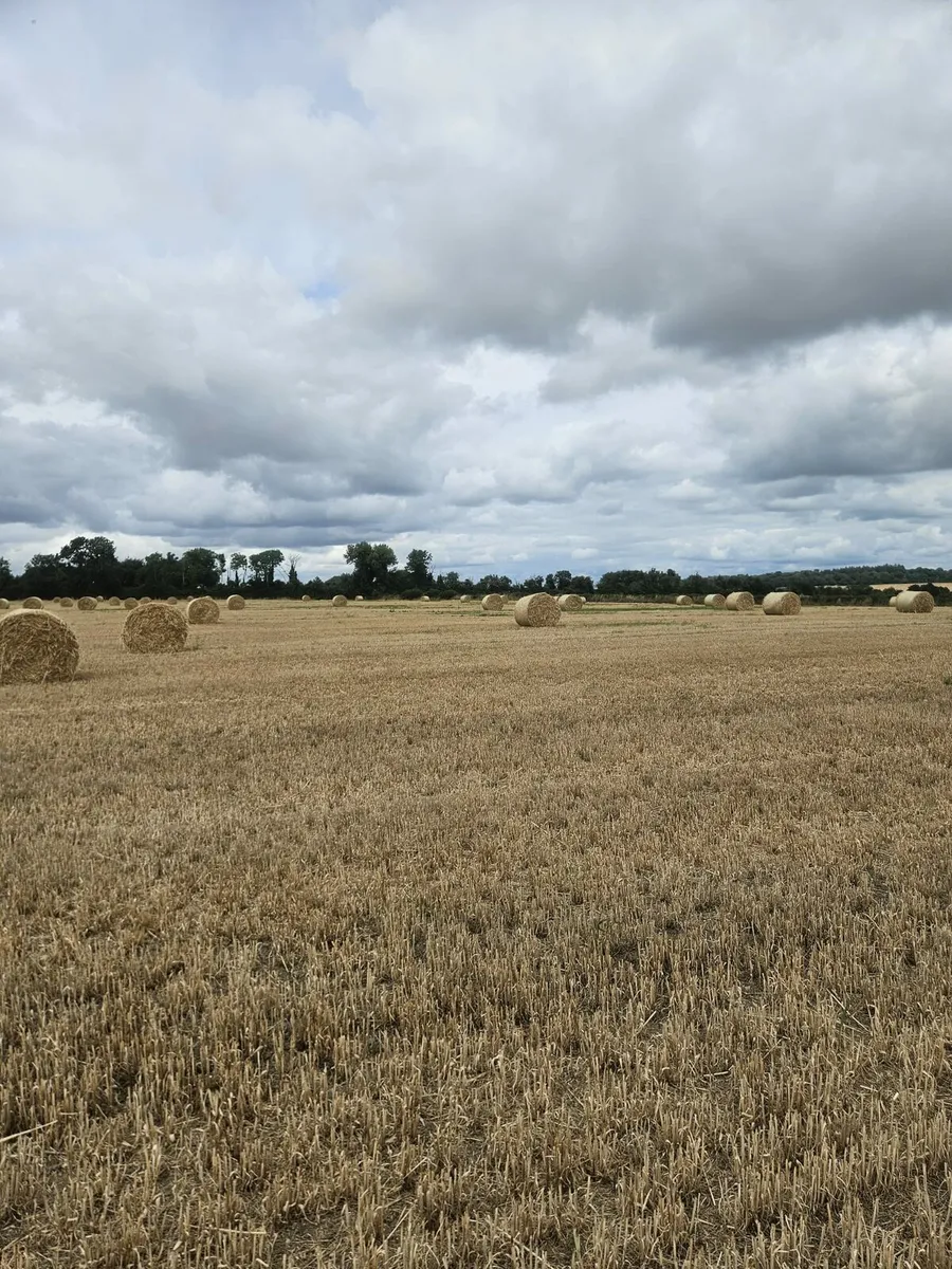 Winter Barley straw - Image 2