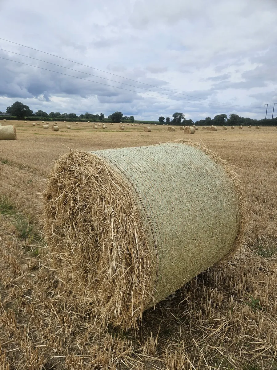 Winter Barley straw - Image 1