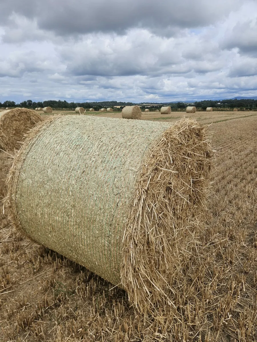 Winter Barley straw - Image 3