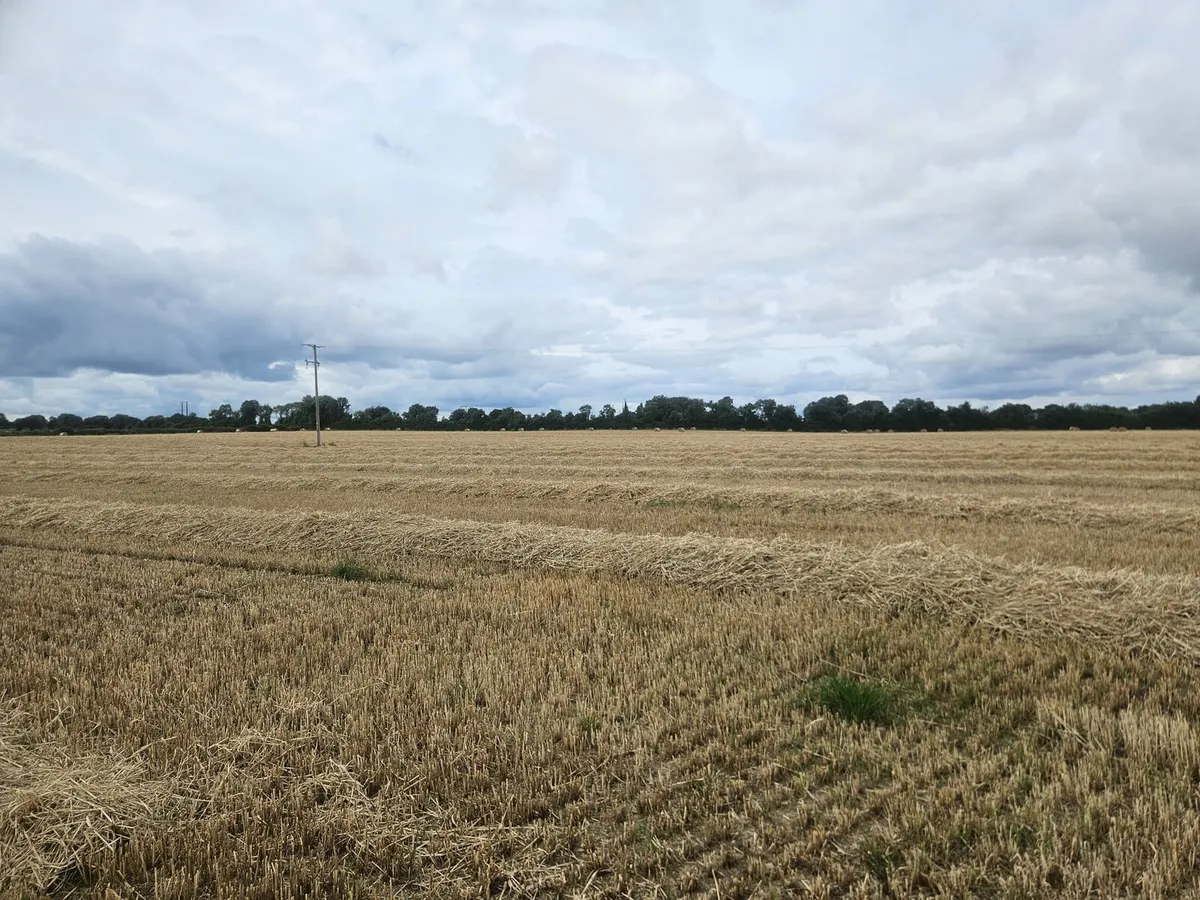 Winter Barley straw - Image 4