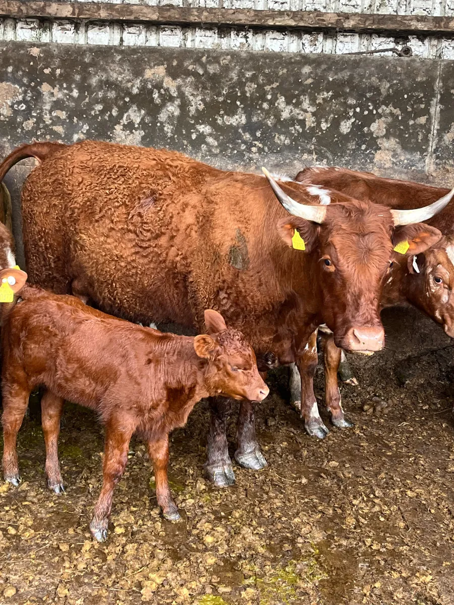 Wanted all cull & problematic livestock