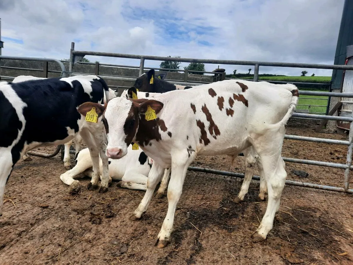 Friesian Bull Calfs - Image 2