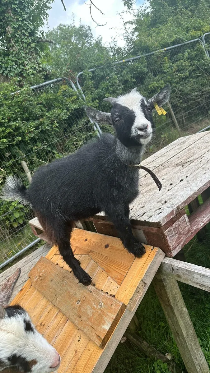 Pygmy goats - Image 1