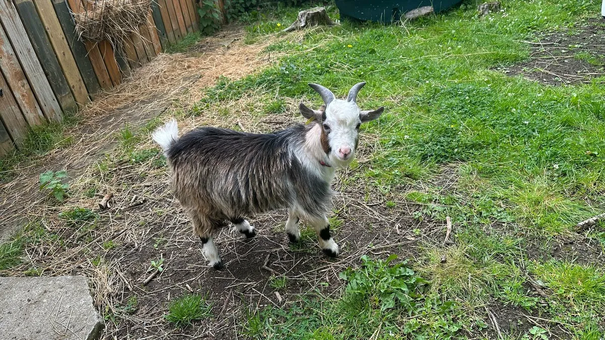 Pygmy goats - Image 2