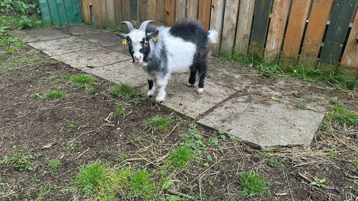Pygmy goats - Image 3