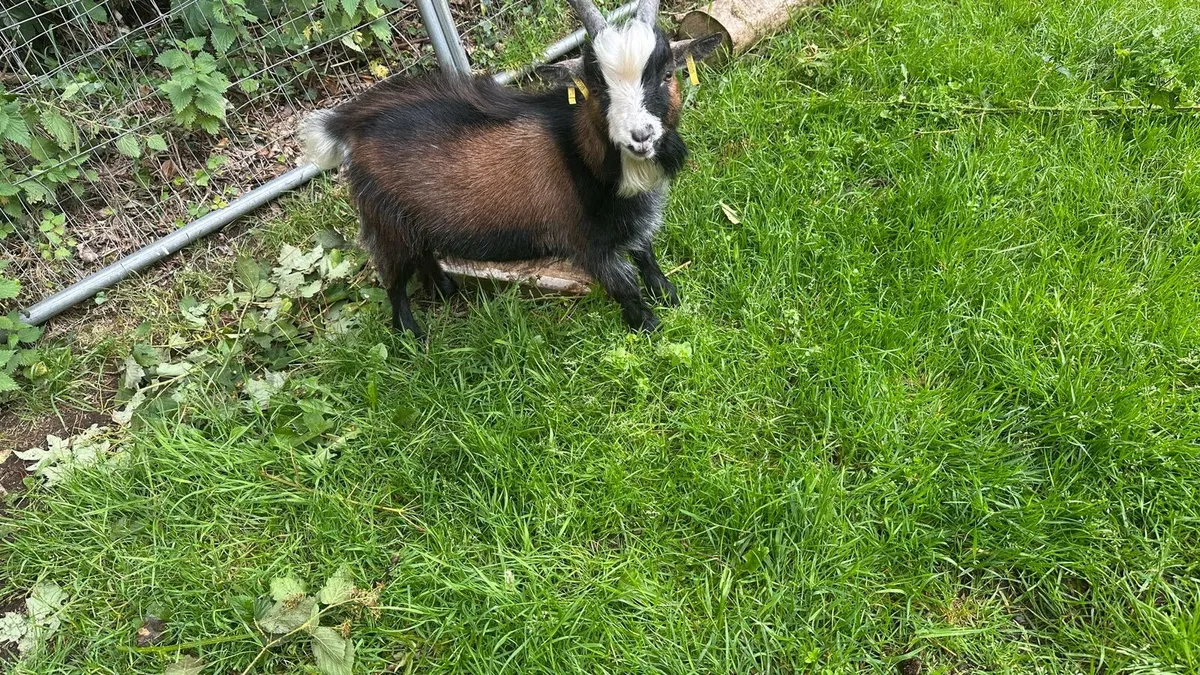 Pygmy goats - Image 4