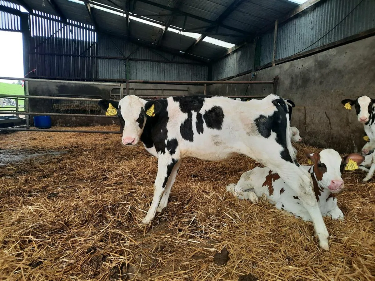 Friesian Bull Calfs - Image 1