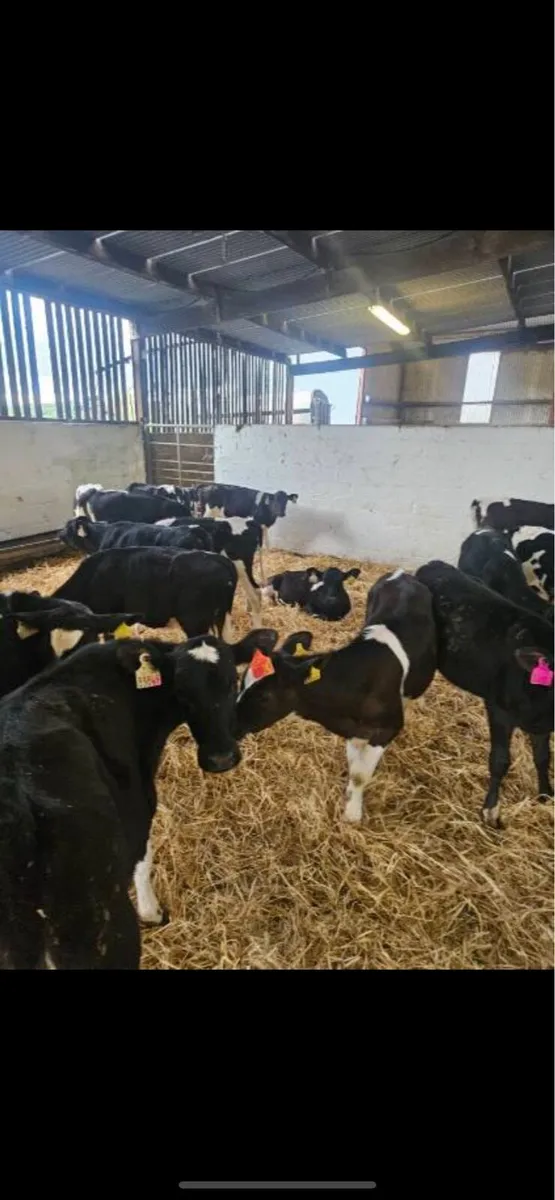 20 heifers off milk