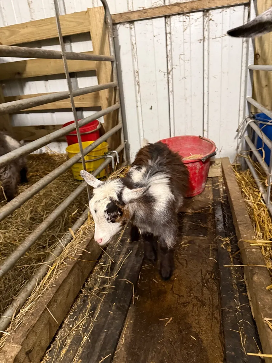 Pygmy Goats - Image 2