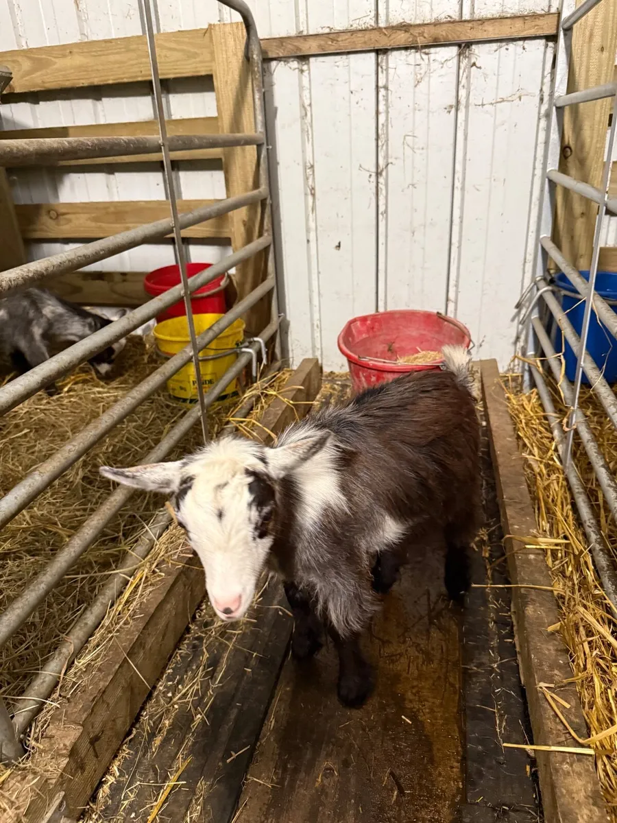 Pygmy Goats - Image 3