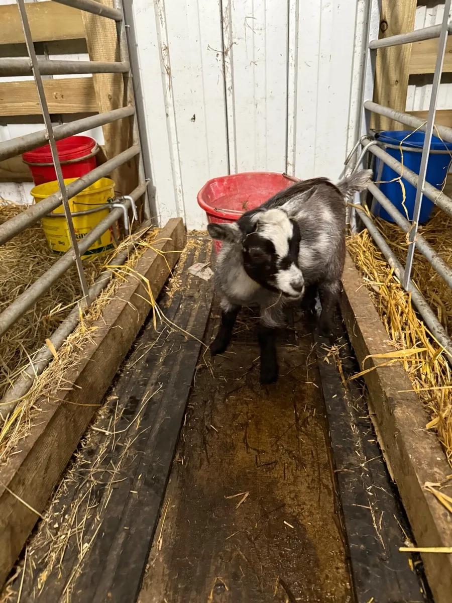 Pygmy Goats - Image 4