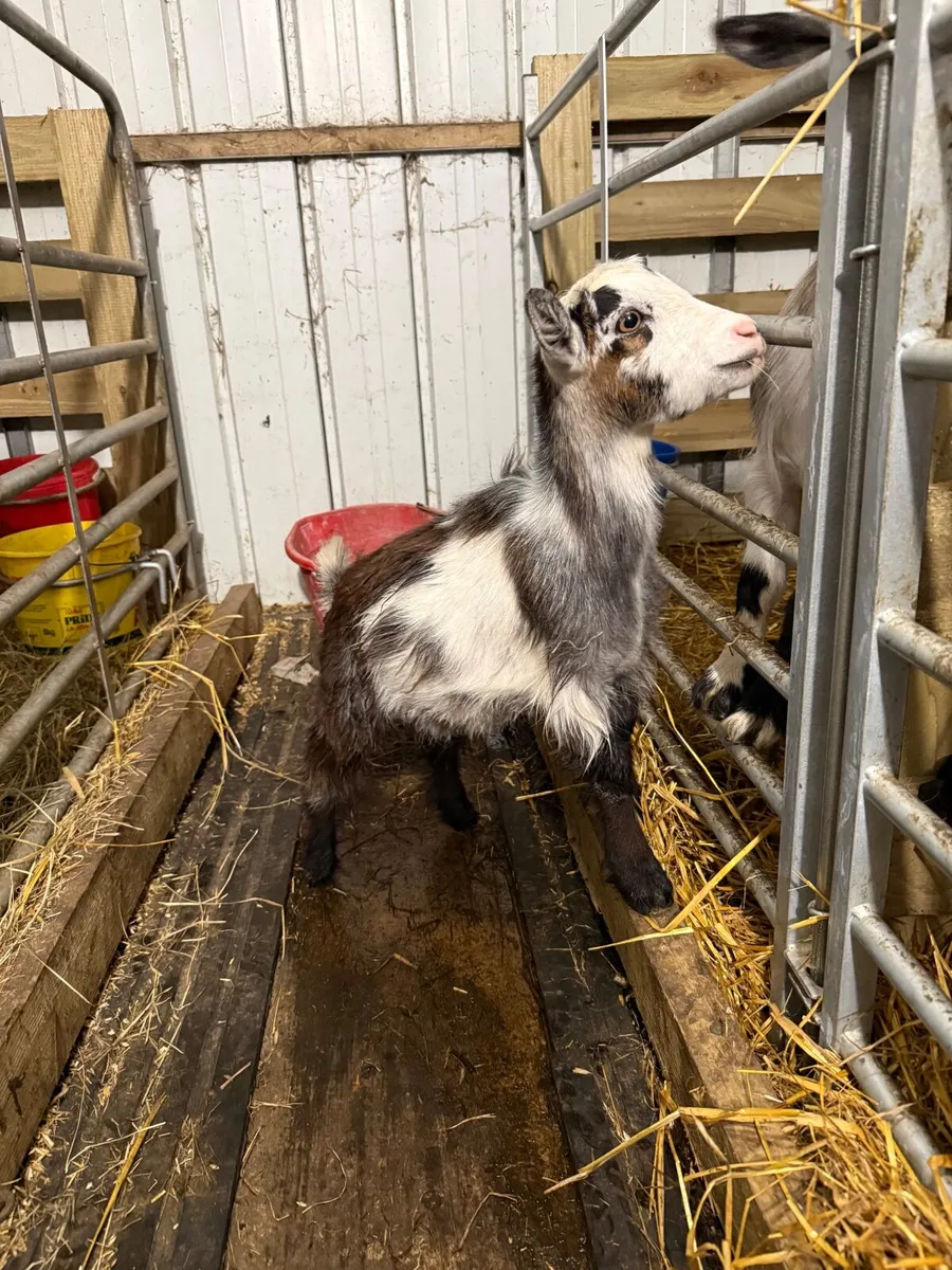 Pygmy Goats - Image 1
