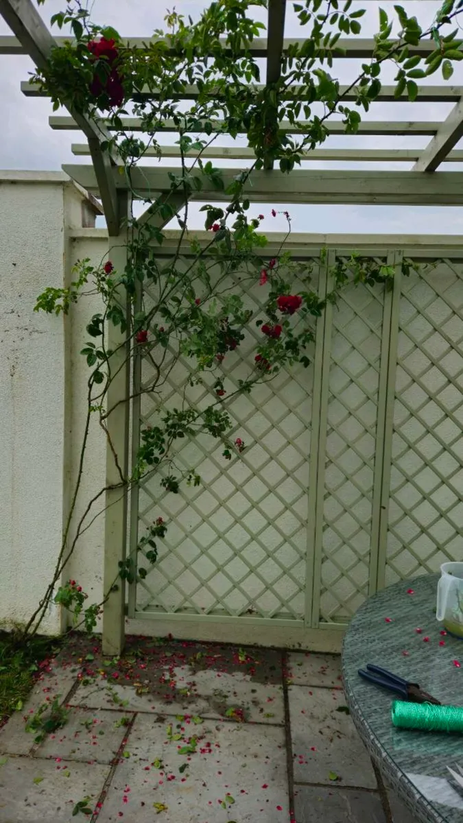 For Sale: Stunning 4m x 3m Pergola – Like New! - Image 2