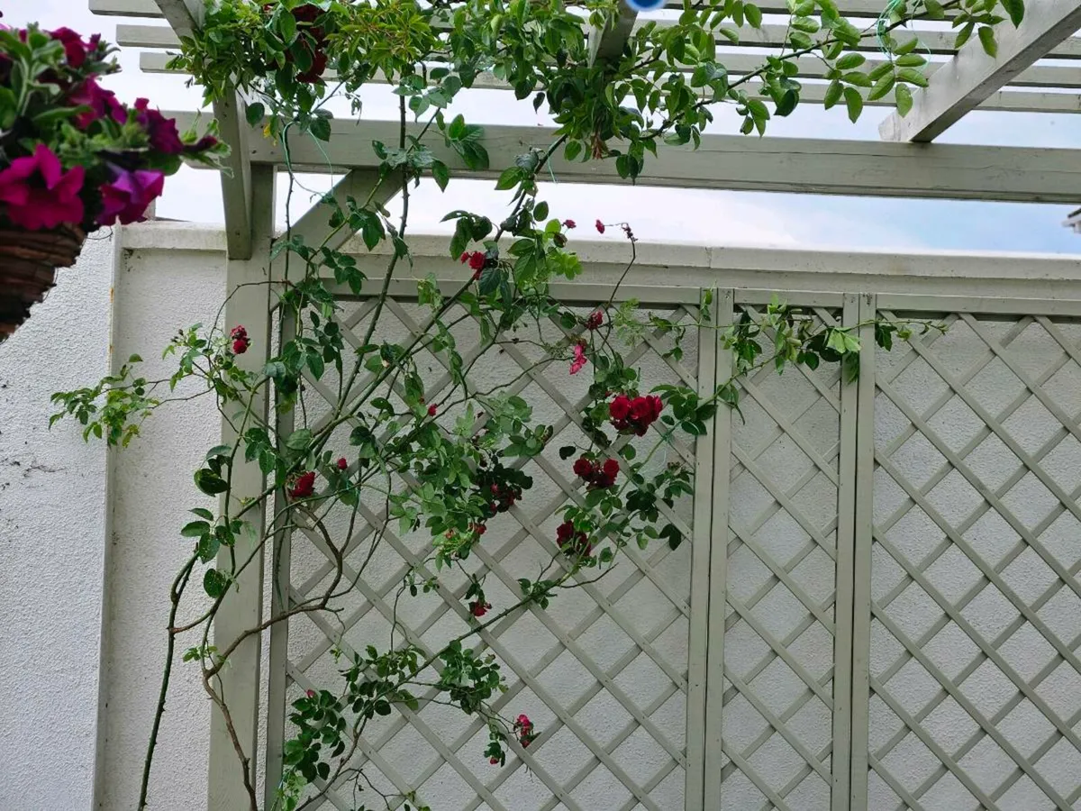 For Sale: Stunning 4m x 3m Pergola – Like New! - Image 3