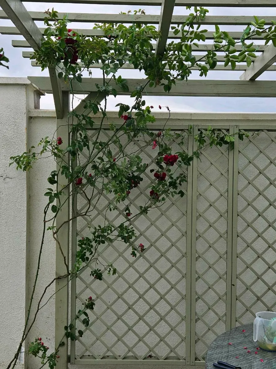 For Sale: Stunning 4m x 3m Pergola – Like New! - Image 4