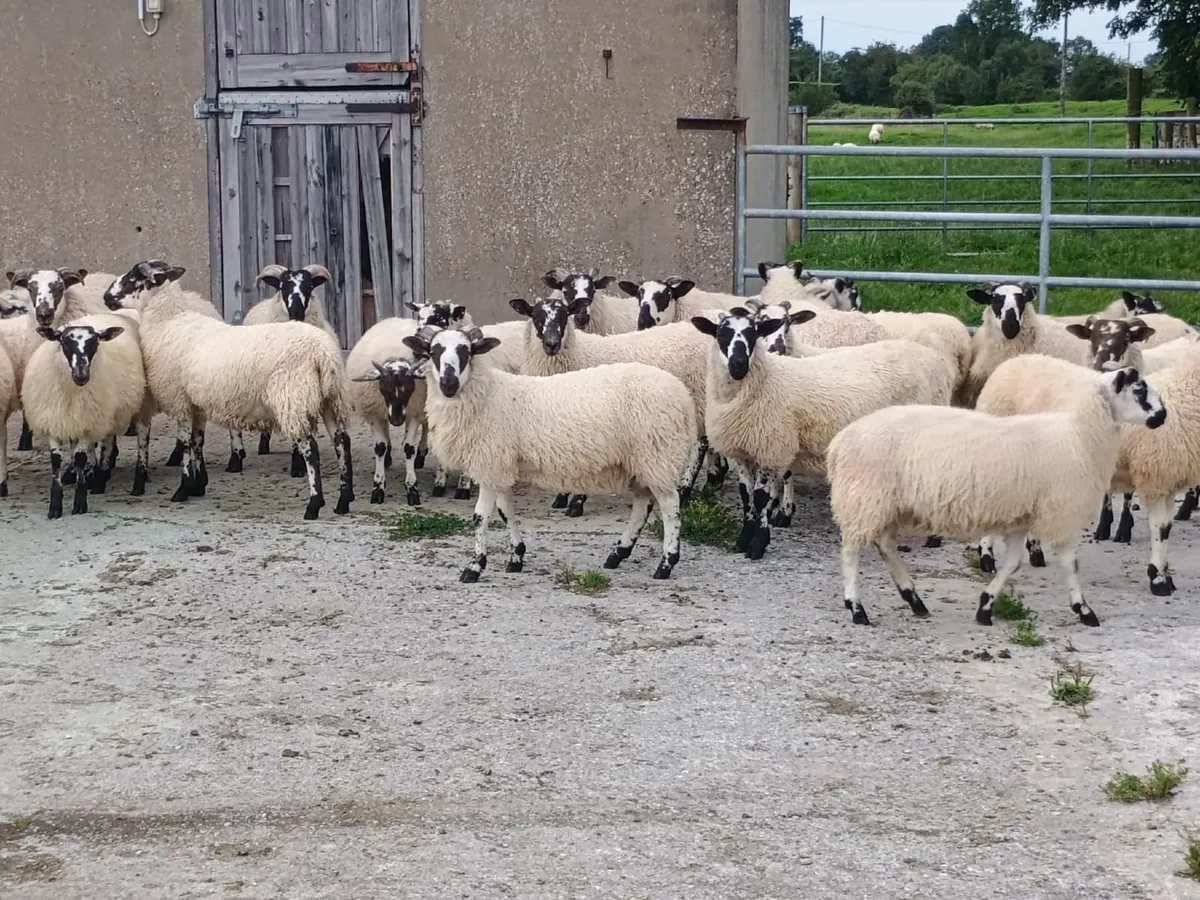Ram mule / ram lanark x lambs - Image 1