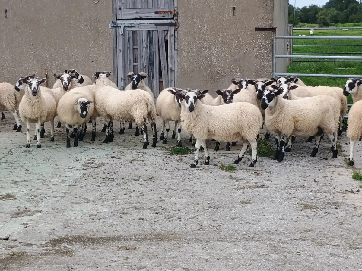 Ram mule / ram lanark x lambs - Image 2