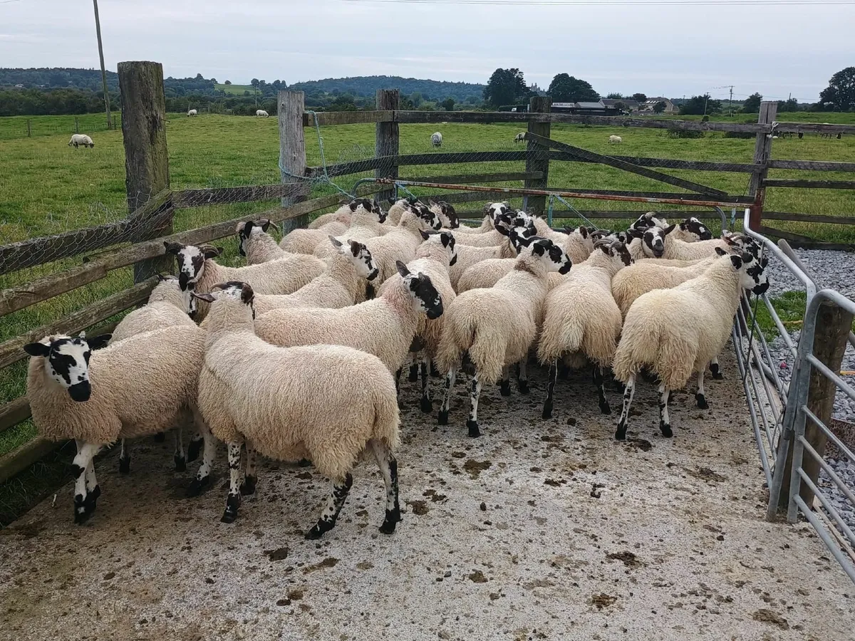 Ram mule / ram lanark x lambs - Image 3