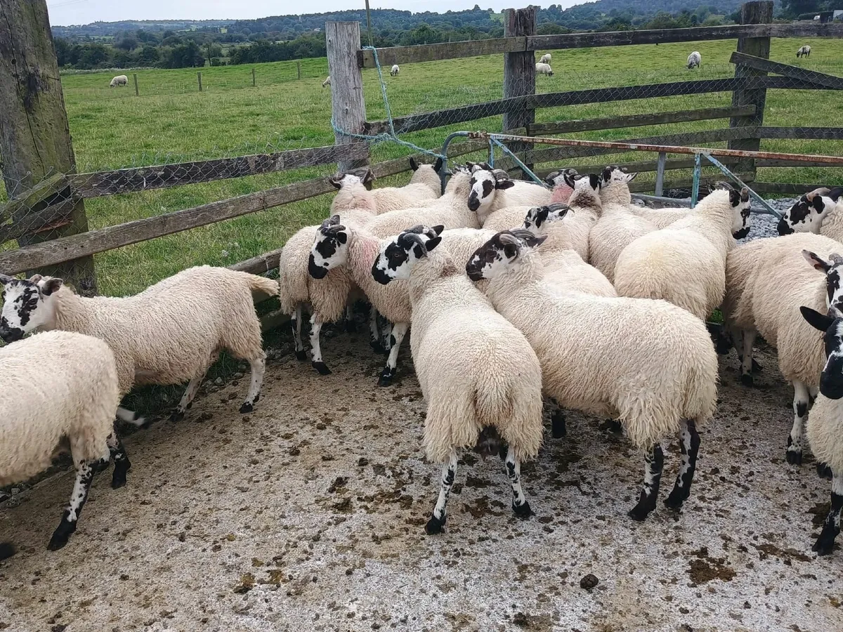 Ram mule / ram lanark x lambs - Image 4